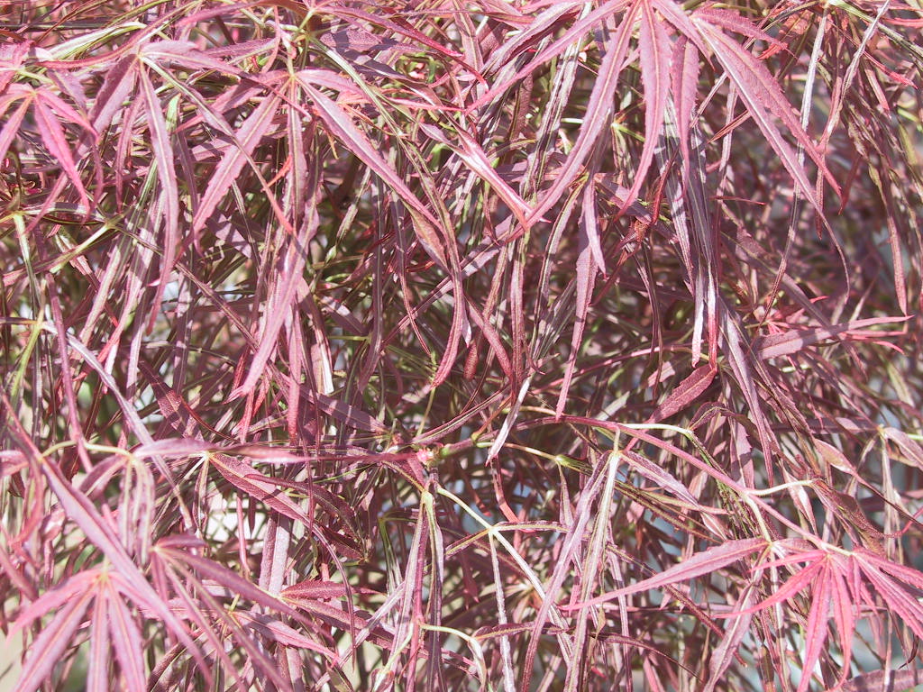 Acer palmatum Shaina nah 1.jpg